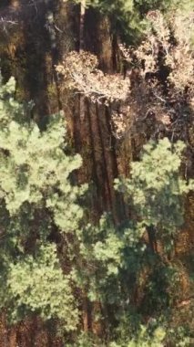 Sonbahar hava manzaralı dikey video ormanı, yavaş çekim