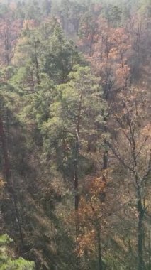 Sonbahar hava manzaralı dikey video ormanı, yavaş çekim