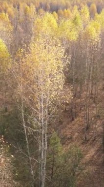 Sonbahar hava manzaralı dikey video ormanı, yavaş çekim