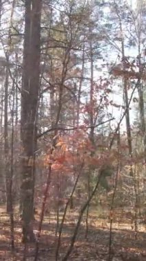 Sonbahar hava manzaralı dikey video ormanı, yavaş çekim