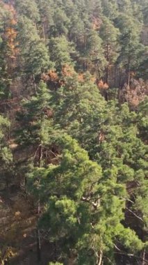 Sonbahar hava manzaralı dikey video ormanı, yavaş çekim