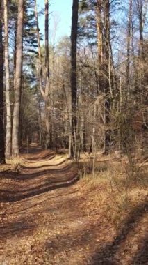 Sonbahar hava manzaralı dikey video ormanı, yavaş çekim
