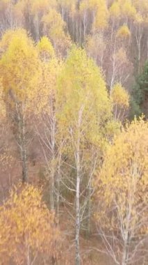 Sonbahar hava manzaralı dikey video ormanı, yavaş çekim