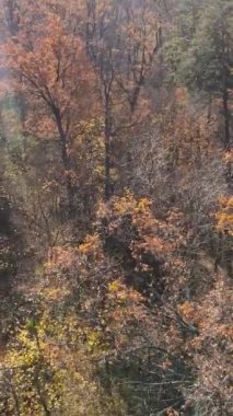 Sonbahar hava manzaralı dikey video ormanı, yavaş çekim