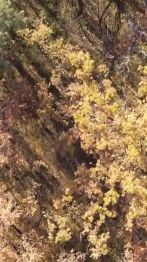 Sonbahar hava manzaralı dikey video ormanı, yavaş çekim