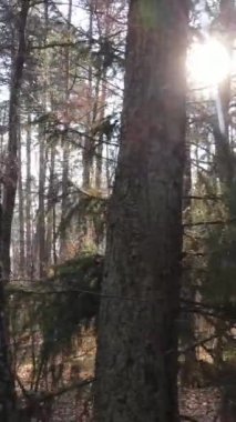 Sonbahar hava manzaralı dikey video ormanı, yavaş çekim