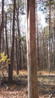 Sonbahar hava manzaralı dikey video ormanı, yavaş çekim