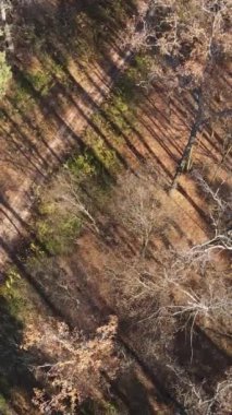 Sonbahar hava manzaralı dikey video ormanı, yavaş çekim