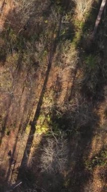 Sonbahar hava manzaralı dikey video ormanı, yavaş çekim
