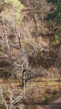 Sonbahar hava manzaralı dikey video ormanı, yavaş çekim