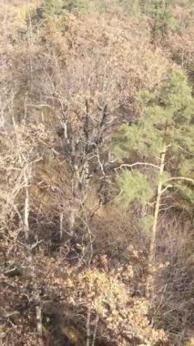 Sonbahar hava manzaralı dikey video ormanı, yavaş çekim