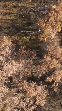 Sonbahar hava manzaralı dikey video ormanı, yavaş çekim