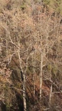 Sonbahar hava manzaralı dikey video ormanı, yavaş çekim