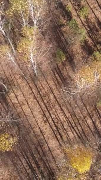 Vertikales Video der Waldlandschaft im Herbst, Zeitlupe — Stockvideo