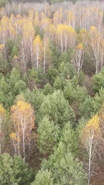 Erdei táj függőleges videója ősszel, lassított felvétel — Stock videók