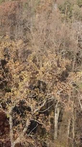 Vídeo vertical del paisaje forestal en otoño, cámara lenta — Vídeos de Stock