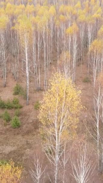 Sonbaharda orman manzarasının dikey videosu, yavaş çekim — Stok video