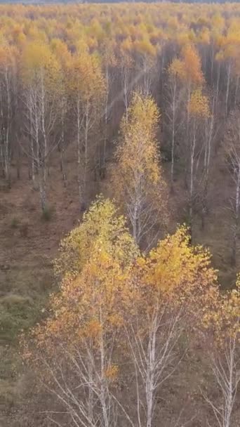 Vídeo vertical de árvores na floresta, câmera lenta — Vídeo de Stock