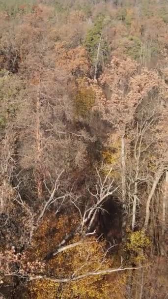 Vídeo vertical de árboles en el bosque, cámara lenta — Vídeo de stock