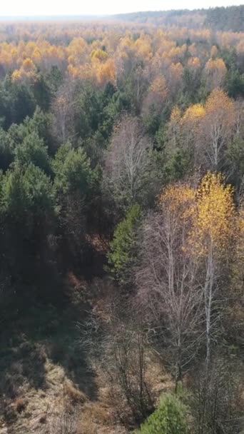 Κάθετη βίντεο από δέντρα στο δάσος, αργή κίνηση — Αρχείο Βίντεο