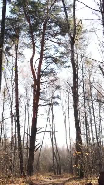 Vertikal video av träd i skogen, slow motion — Stockvideo