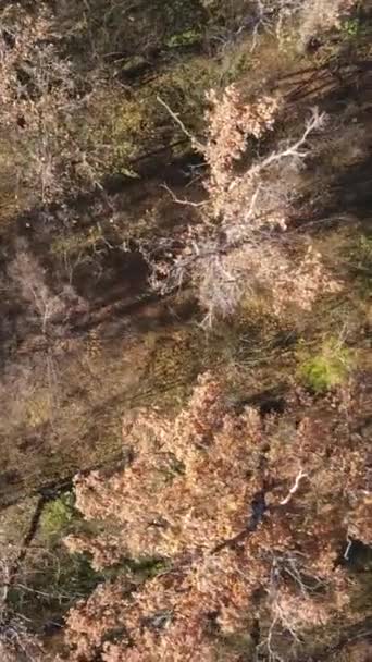 Vídeo vertical de árboles en el bosque, cámara lenta — Vídeos de Stock