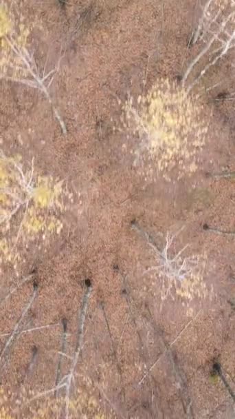 Вертикальное видео деревьев в лесу, замедленная съемка — стоковое видео