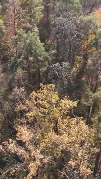 Вертикальне відео ліс в осінньому повітрі, повільний рух — стокове відео