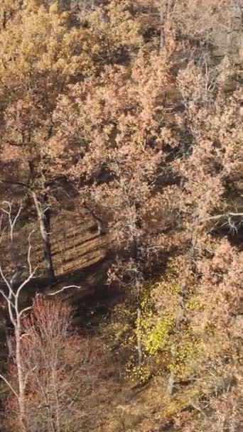 Vertikaler Videowald im Herbst Luftaufnahme, Zeitlupe — Stockvideo