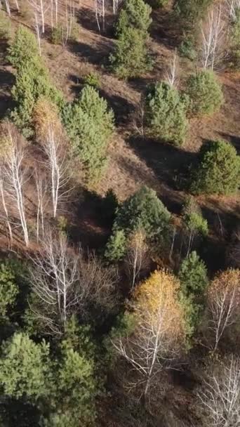 Vidéo verticale forêt en automne vue aérienne, ralenti — Video