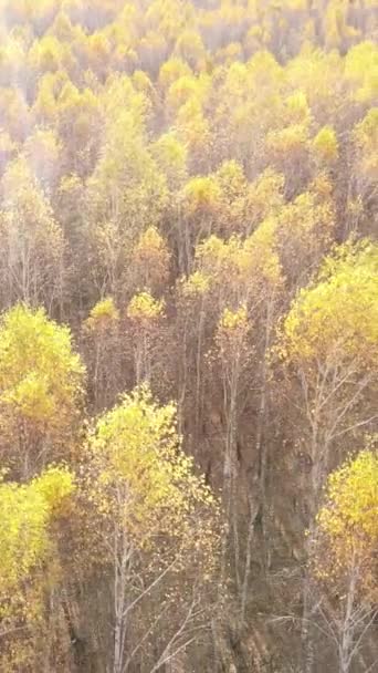 Pionowy las wideo jesienią widok z lotu ptaka, zwolnione tempo — Wideo stockowe
