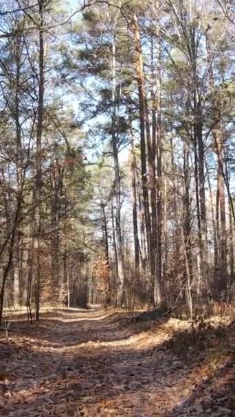 Video foresta verticale in autunno vista aerea, rallentatore — Video Stock