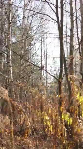 Вертикальне відео ліс в осінньому повітрі, повільний рух — стокове відео