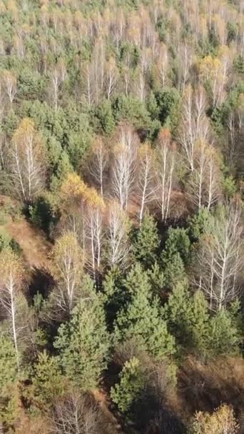 Vertikaler Videowald im Herbst Luftaufnahme, Zeitlupe — Stockvideo