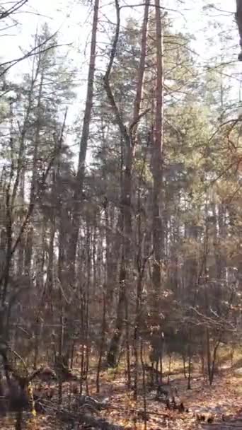 Video foresta verticale in autunno vista aerea, rallentatore — Video Stock