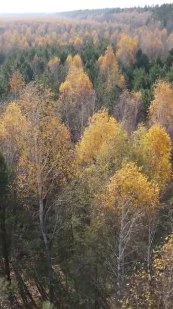 秋の空中ビューで垂直方向のビデオ森,スローモーション — ストック動画