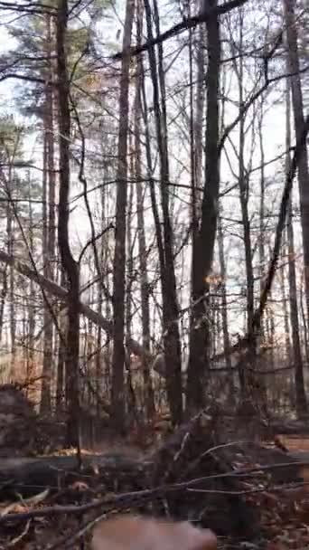 Pionowy las wideo jesienią widok z lotu ptaka, zwolnione tempo — Wideo stockowe