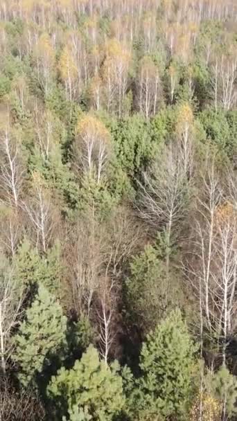 Vertikaler Videowald im Herbst Luftaufnahme, Zeitlupe — Stockvideo