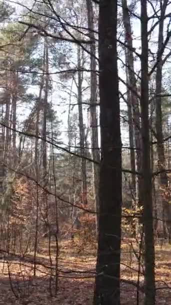 Pădure video verticală în vedere aeriană de toamnă, mișcare lentă — Videoclip de stoc