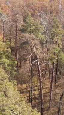 Sonbahar hava manzaralı dikey video ormanı, yavaş çekim