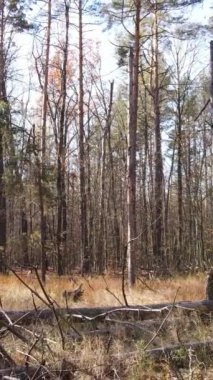 Sonbahar hava manzaralı dikey video ormanı, yavaş çekim