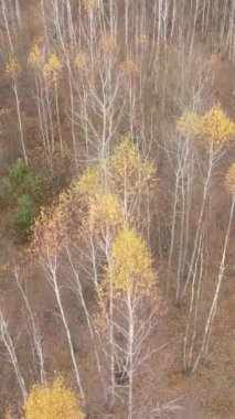Sonbahar hava manzaralı dikey video ormanı, yavaş çekim