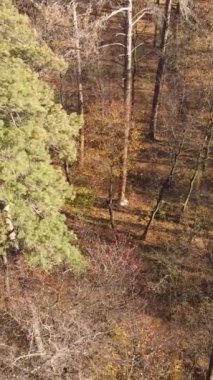 Sonbahar hava manzaralı dikey video ormanı, yavaş çekim
