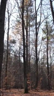 Sonbahar hava manzaralı dikey video ormanı, yavaş çekim