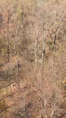 Sonbahar hava manzaralı dikey video ormanı, yavaş çekim