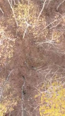 Sonbahar hava manzaralı dikey video ormanı, yavaş çekim