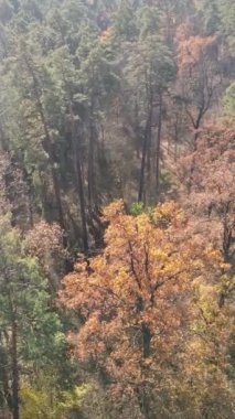 Sonbahar hava manzaralı dikey video ormanı, yavaş çekim