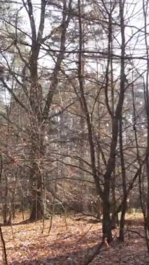 Sonbahar hava manzaralı dikey video ormanı, yavaş çekim