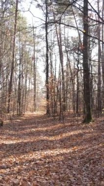 Sonbahar hava manzaralı dikey video ormanı, yavaş çekim