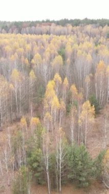 Sonbahar hava manzaralı dikey video ormanı, yavaş çekim
